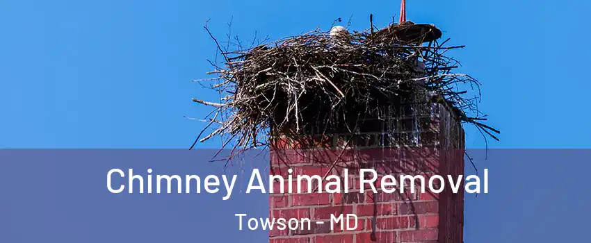 Chimney Animal Removal Towson - MD