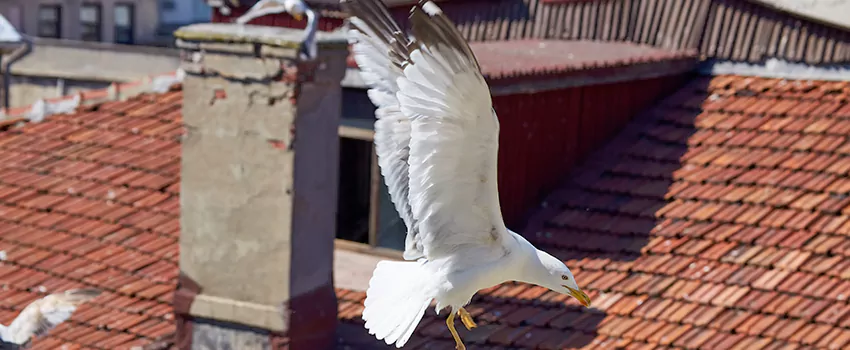 Residential Chimney Animal Removal Solution in Towson, MD