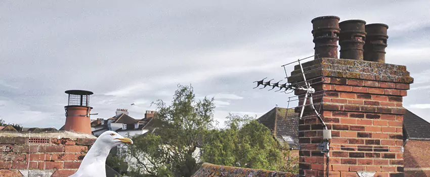 Chimney Cleaning And Restoration in Towson, Maryland
